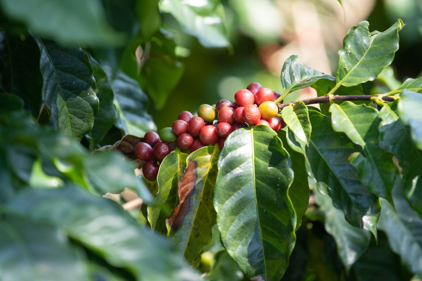 Specialty coffee intro terroir